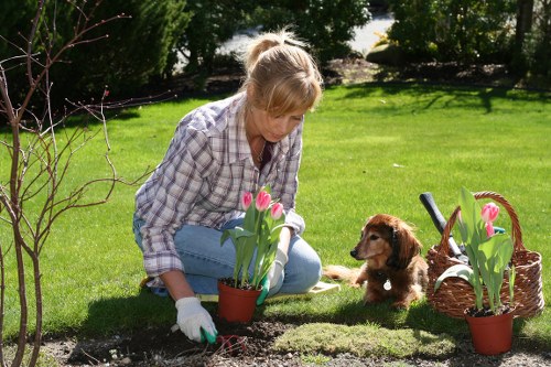 Hedge trimming and lawn care for a Harold Hill garden