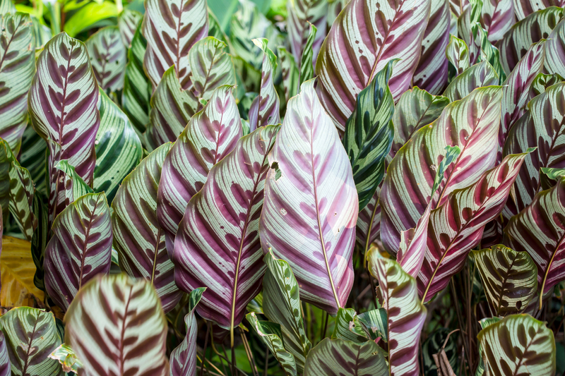 irrigation system garden