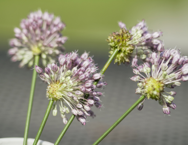 garden design tree removal
